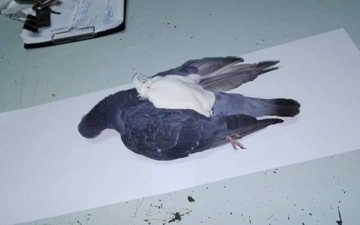 Argentine : Un narcopigeon abattu, transportait de la drogue dans les prisons