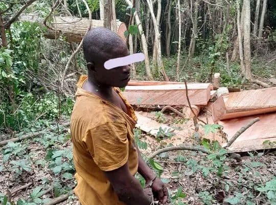 Côte d'Ivoire : Un scieur clandestin arrêté dans la forêt classée de Seguié