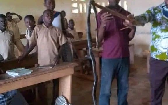 Côte d'Ivoire : Aperçu par un élève près de sa place, un cobra tué par des enseignants dans une salle de classe