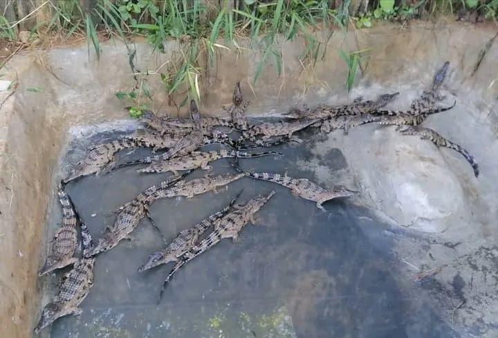 Côte d'Ivoire : San-Pédro, capture et refoulement de petits Faux-gavials à Grabo