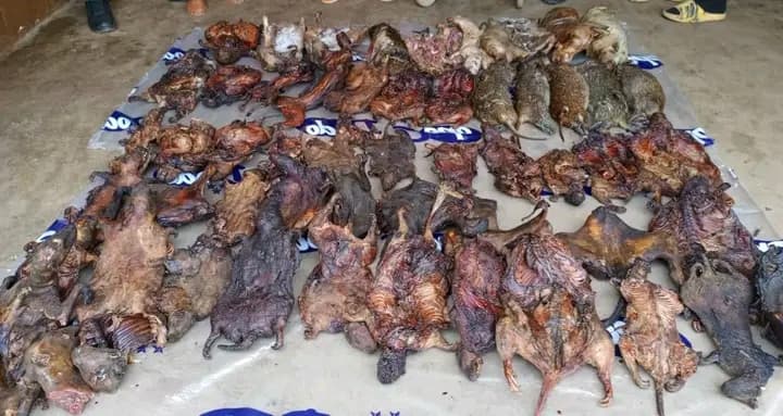 Côte d'Ivoire : Une centaine de gibier de différentes espèces saisie dans une opération contre le braconnage