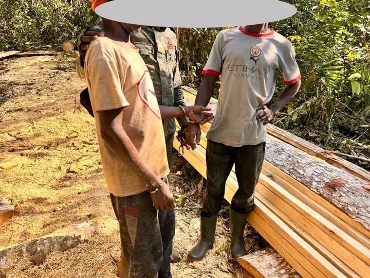 Côte d'Ivoire : San-Pédro, deux individus en activité de sciage à façon mis aux arrêts