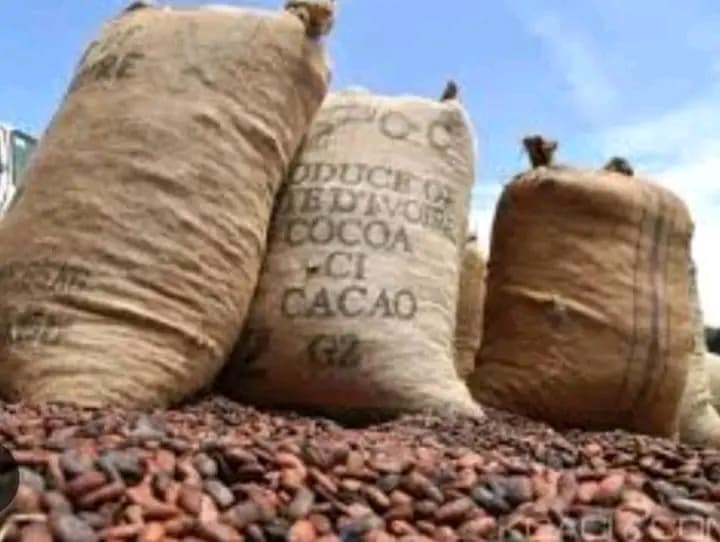 Côte d'Ivoire : Fuite de cacao dans le Tonkpi, paysans et autorités coutumières se plaignent de l'attitude des gendarmes