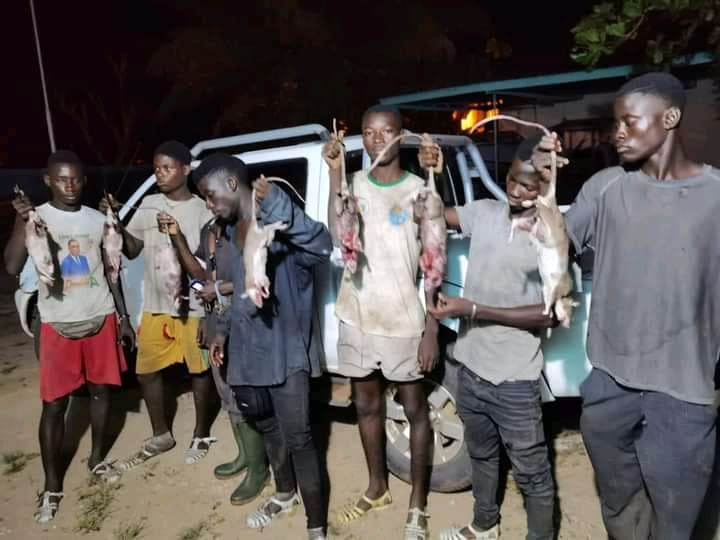 Côte d'Ivoire : Adiaké, six braconniers accompagnés d'une meute de chiens interceptés