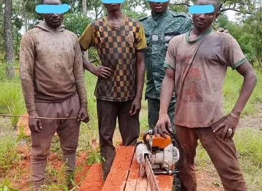 Côte d'Ivoire : Des fossoyeurs de la forêt mis aux arrêts et condamnés à 8 mois de prison