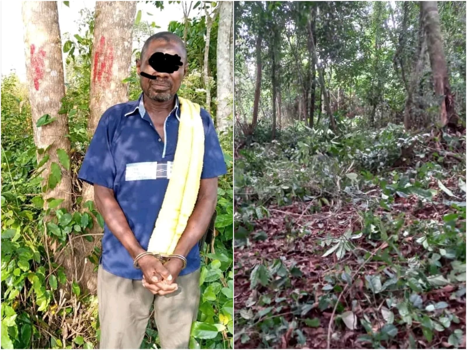 Côte d'Ivoire : Forêt classée de Dogodou, un vendeur de parcelles condamnés à 4 mois de prison ferme