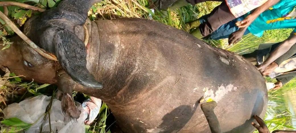 Côte d'Ivoire : Sangoué, un buffle mâle découvert mort