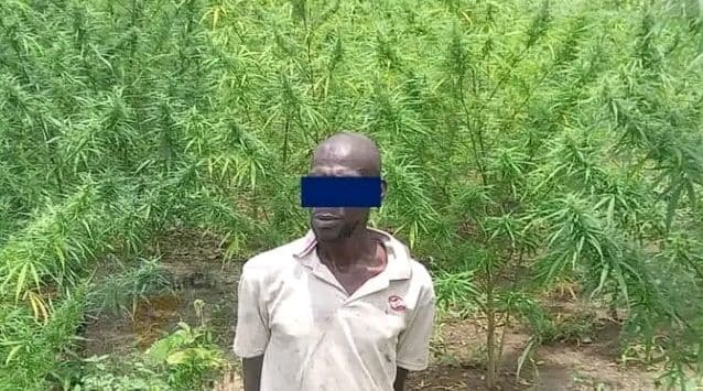 Côte d'Ivoire : Man, un cultivateur vendeur de cannabis mis aux arrêts