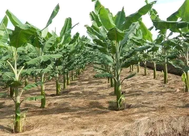 Burkina Faso : Des dirigeants visionnaires mettent l'accent sur l'auto-suffisance alimentaire