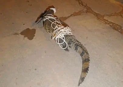 Côte d'Ivoire : Aboisso, un crocodile capturé à l'entrée du domicile du préfet