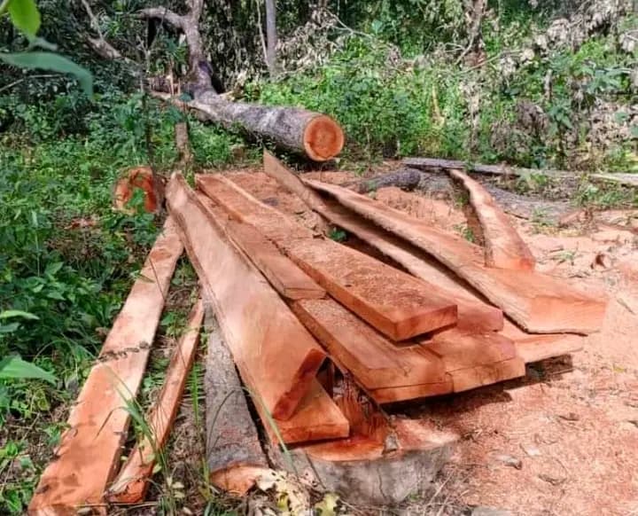 Côte d'Ivoire : Trafics de bois, plusieurs saisies dans quatre régions