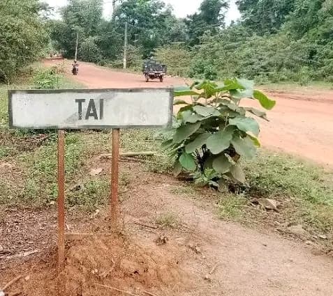 Côte d'Ivoire : Taï, des abeilles à l'origine de la chute mortelle d'une fillette à Gérémikro