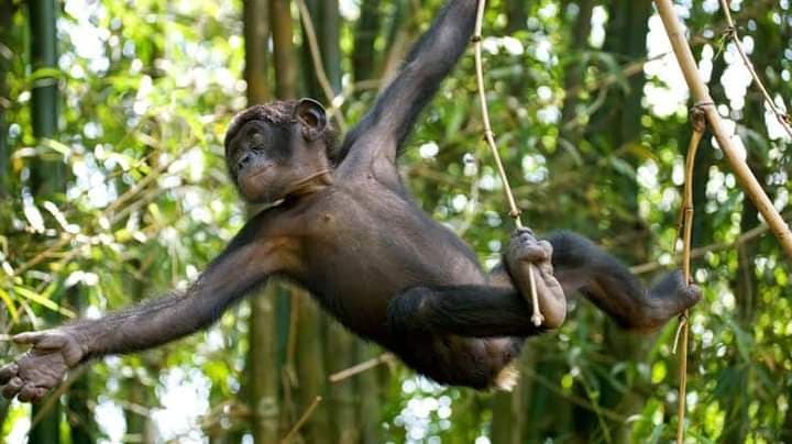 Royaume-Uni : Des nouveaux cas de monkeypox détectés au jour le jour