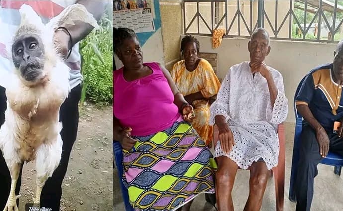 Côte d'Ivoire : Man, prétendu poulet à visage de singe, le démenti du chef de village et des habitants de Zélé