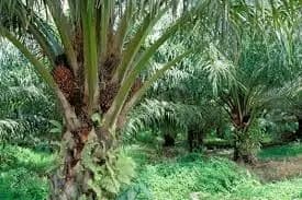 Côte d’Ivoire : Sassandra, un producteur de palmier à huile retrouvé mort dans un sac près de son champ