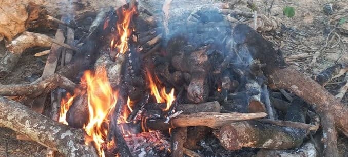 Côte d'Ivoire : Plusieurs centaines de kg de viandes de brousse saisies et incinérées à Daoukro