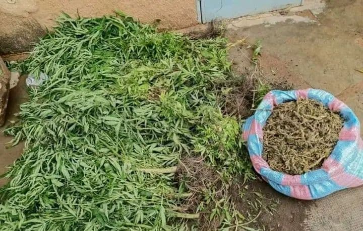 Burkina Faso : Un couple cultivateurs de cannabis appréhendé dans le Centre-Sud