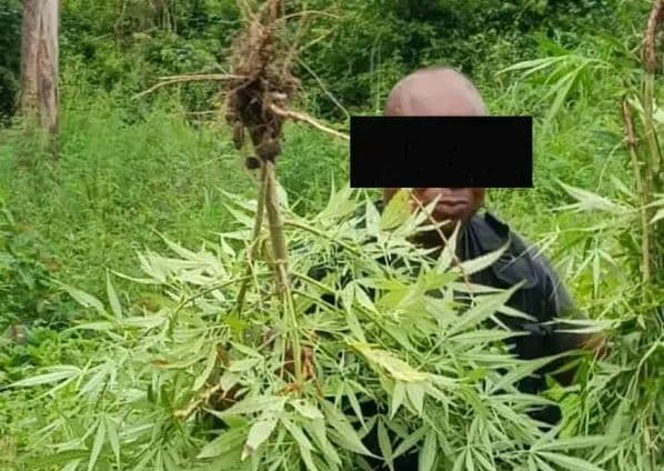 Côte d'Ivoire : Kounahiri, le propriétaire d'un champ de cannabis mis aux arrêts, son champ detruit