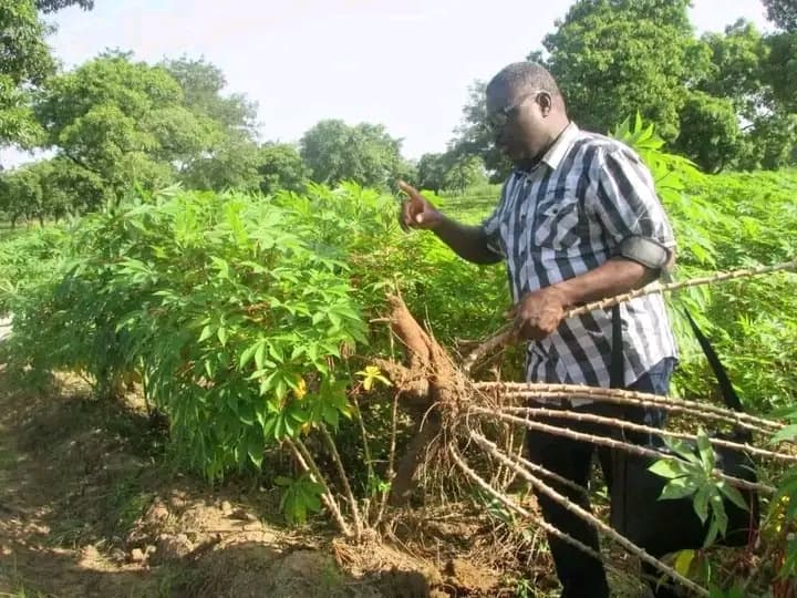 Burkina Faso : Un opérateur agricole devient multimillionnaire grâce à la culture du manioc