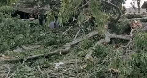 Côte d'Ivoire : Gagnoa, un arbre tue 5 femmes dont 3 rivales, une porte une grossesse