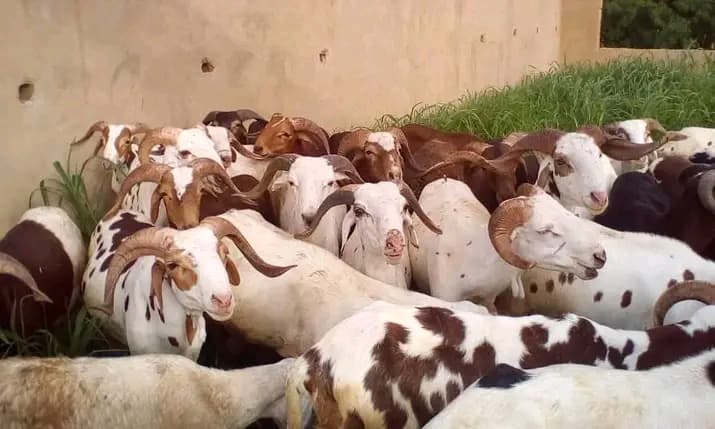 Sénégal : Des voleurs de bétails dont deux femmes, bradent des moutons entre 4 000 et 10 000 fcfa