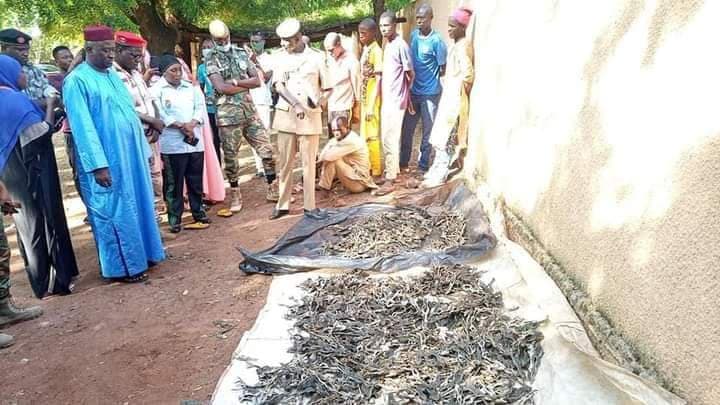 Niger : 6 personnes arrêtées pour vente des grenouilles !