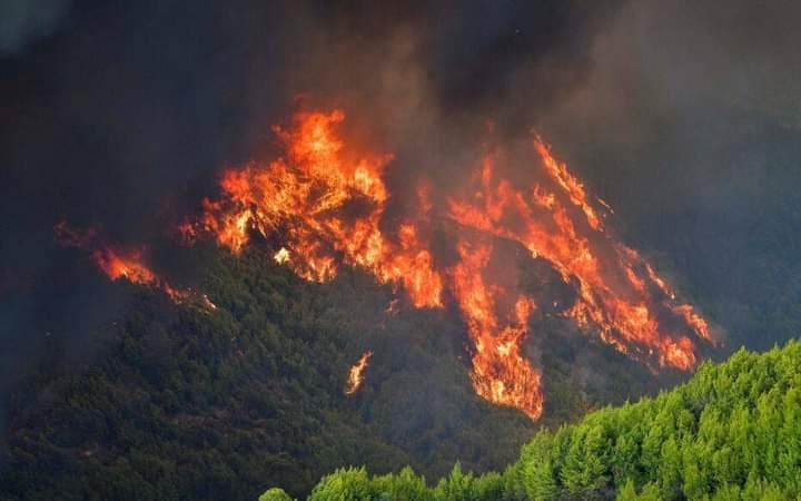 Grèce : Plusieurs forêts ravagées par un incendie
