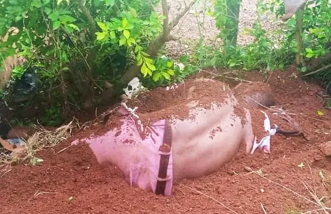 Côte d'Ivoire : Divo, le corps d’un vigile de la CMU enterré dans l’enceinte de la préfecture