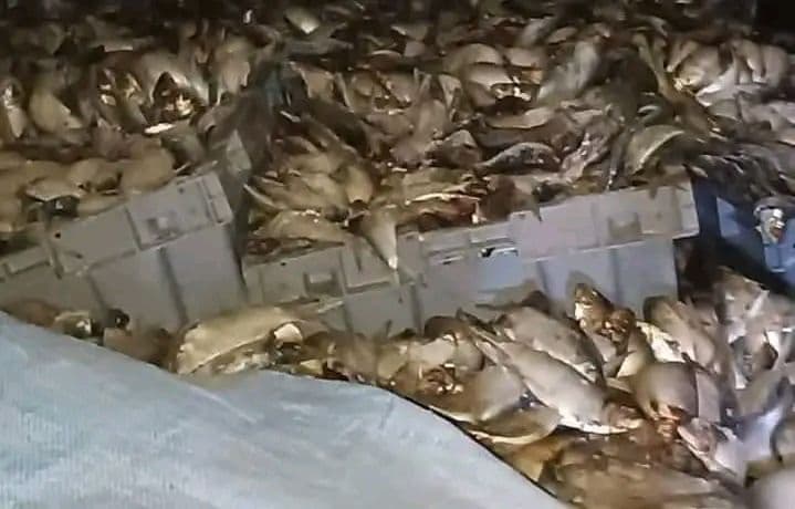 Burkina Faso : Bobo-Dioulasso, la BMCRF saisit 27 tonnes de poissons avariés
