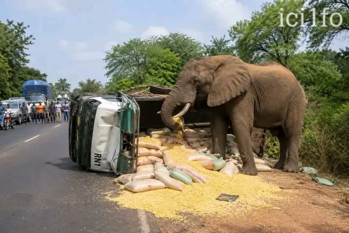 Burkina Faso : Un éléphant stoppe le trafic et vide un camion de maïs près de Boromo