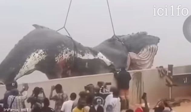 RDC : La baleine de 12 tonnes échouée à Muanda évacuée
