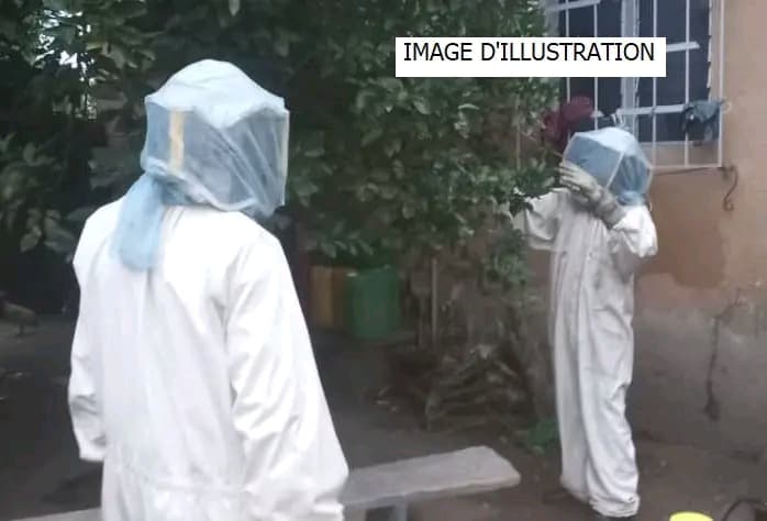 Côte d'Ivoire : Alépé, des abeilles attaquent trois personnes