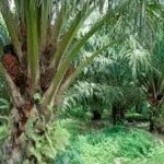 Côte d’Ivoire : Sassandra, un producteur de palmier à huile retrouvé mort dans un sac près de son champ