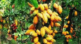 FB_IMG_1654156317706~2